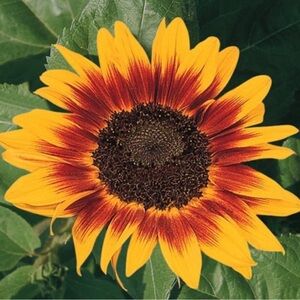 🆕 Athletic Works Butter Core Performance Tank Top, Light Purple Size Small.  #55